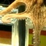 Hobotnica Paul: Španjolci su svjetski prvaci, Nijemcima bronca