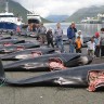 Kitovi se još uvijek brutalno ubijaju