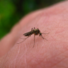 Kako se riješiti dosadnih komaraca