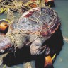 Građani nagradili spašavanje kornjača