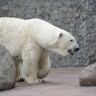 Britanski turist poginuo u napadu polarnog medvjeda u Norveškoj