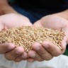 Cijena pšenice mogla bi snažno rasti zbog suše u Rusiji