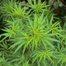 Gdje se na svijetu najviše uživa marihuana među mladima