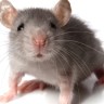 Tajne poruke u zadahu miševa