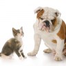 Ljudi mogu prenijeti koronavirus mačkama i psima