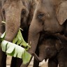 Štrajkaju i vodiči slonova u Nepalu 