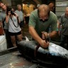 Tokio: Divovska plavorepa tuna prodana za 2,2 milijuna kuna