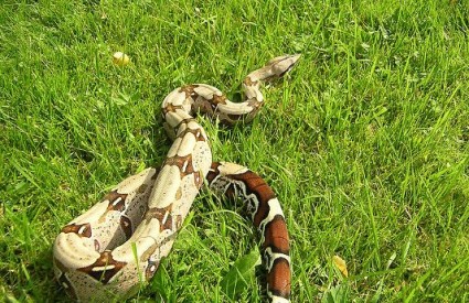 Boa constrictor