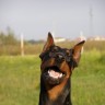 Smijeh jednog psa :)