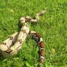 Ako idete u prirodu pazite na zmije