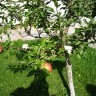 Mali Mujica i susjedove jabuke