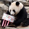 Panda slavi rođendan