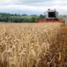 Rusija: Urod pšenice manji za 38 posto