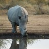 Znanstvenici spašavaju sjeverne bijele nosoroge od izumiranja