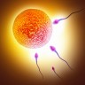 Pretilost utječe na kvalitetu i broj spermija