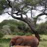 Safari u Tanzaniji