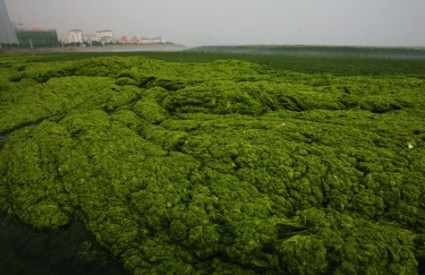 Zeleni dizel iz algi uskoro u klasičnim motorima? 