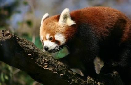 Crvena panda