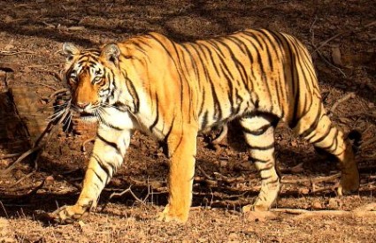 Tigar