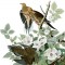 birds_of_america_wiki.jpg