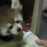 Mladunčad rijetke crvene pande prvi put pokazana javnosti