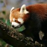 Dan crvenih panda u zagrebačkome Zoološkom vrtu 