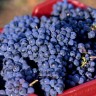 Blagotvorni učinci grožđa i vina