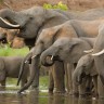 Ljudi su krivi za nestanak slonova