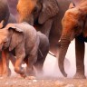 Zimbabve - slonovi umiru od suše i gladi