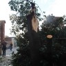 Tornado u New Yorku - slomljena stabla