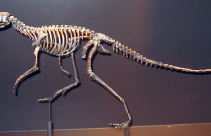 Prvi dinosauri bili su veličine mačke 