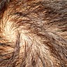 Mitovi o gubitku kose