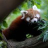 Pomozite zagrebačkom ZOO-u da imenuje mladunče crvene pande!
