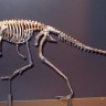 Prvi dinosauri bili su veličine mačke 