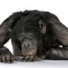 Čimpanza pobjegla iz zoološkog vrta i otišla na faks