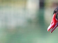 Na Fotosafari u Zoo vrt Zagreb IDE: