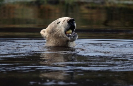 Polarni medvjedi su fantastični plivači