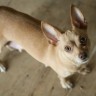 Chihuahua Breskvica - mali japanski policijski pas