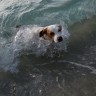 Zaigrani pas slijedio morskog lava četiri kilometra od obale