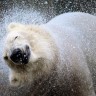 Polarni medvjedi imaju 