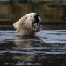 Polarni medvjedi sposobni su preplivati velike udaljenosti