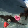 Preslatko - male vidre uče plivati
