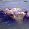 Misteriozna "vanzemaljska" nakupina plutala na jezeru