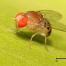 100 godina testova na voćnoj mušici nije pokazalo znakove evolucije