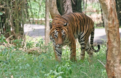 Bengalski tigar