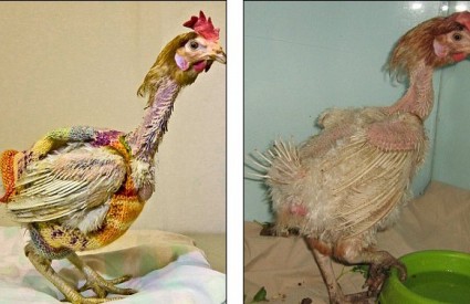 Spašena kokoš Sinead pokazuje svoje novo ruho (lijevo) koje pokriva njezino golo tijelo (desno)