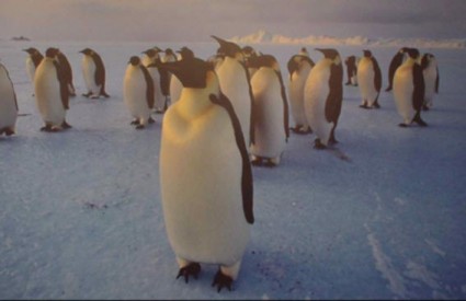 Kako su pingvini razvili tijelo koje ih grije