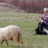 Novi lijek protiv stresa - čuvanje ovaca u BiH
