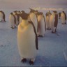 Prebrojavanje kraljevskih pingvina pomoću satelita