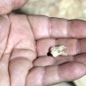Zubi stari 400.000 godina najraniji dokaz o postojanju modernog čovjeka